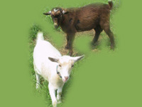 Nigerian Dwarf Goats-Mocha & Spring